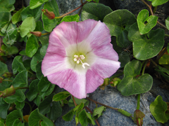 Calystegia soldanella