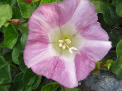 Calystegia soldanella