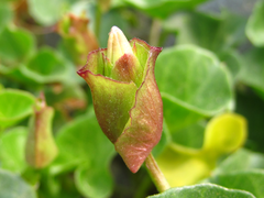 Calystegia soldanella