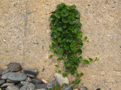 Calystegia soldanella