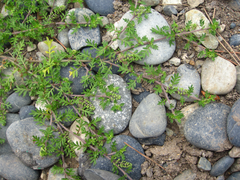 Lepidium didymum