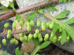 Lepidium didymum