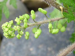 Lepidium didymum