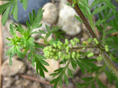 Lepidium didymum