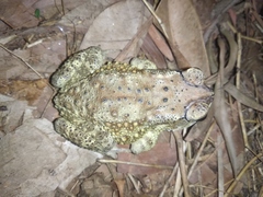 Duttaphrynus melanostictus