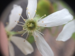 Amelanchier × neglecta