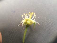 Amelanchier × neglecta