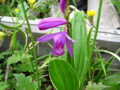 Bletilla striata