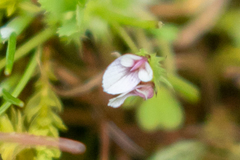 Trifolium oliganthum
