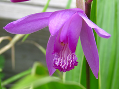 Bletilla striata