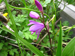 Bletilla striata