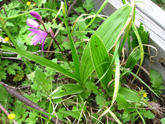 Bletilla striata