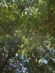 Leucaena leucocephala