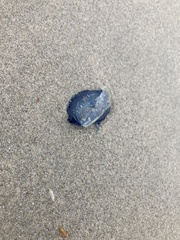 Velella velella