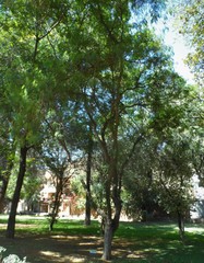 Leucaena leucocephala