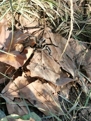 Harpactira chrysogaster