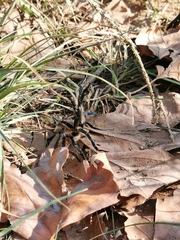 Harpactira chrysogaster