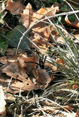 Harpactira chrysogaster