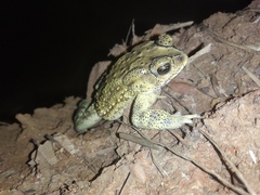 Duttaphrynus melanostictus
