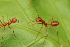 Oecophylla smaragdina
