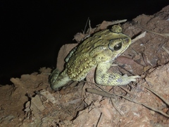 Duttaphrynus melanostictus