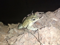 Duttaphrynus melanostictus