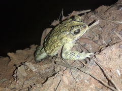 Duttaphrynus melanostictus