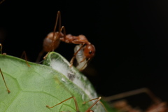 Oecophylla smaragdina