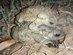 Duttaphrynus melanostictus