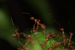 Oecophylla smaragdina