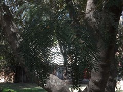 Leucaena leucocephala