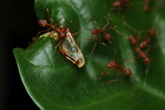 Oecophylla smaragdina