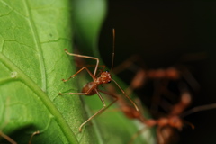 Oecophylla smaragdina