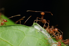 Oecophylla smaragdina