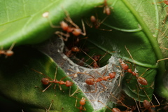 Oecophylla smaragdina