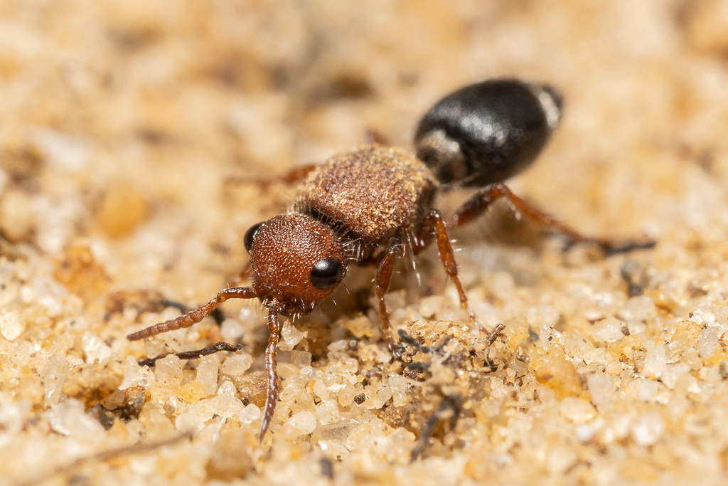 Ephutomorpha subcristata