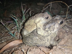 Duttaphrynus melanostictus