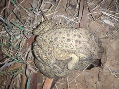 Duttaphrynus melanostictus