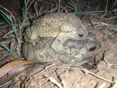Duttaphrynus melanostictus