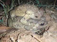 Duttaphrynus melanostictus