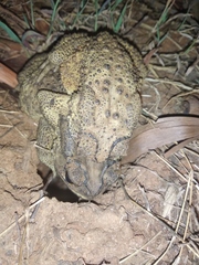 Duttaphrynus melanostictus