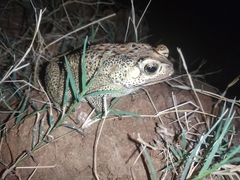 Duttaphrynus melanostictus