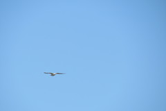 Larus fuscus barabensis
