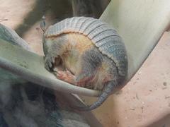 Chaetophractus vellerosus