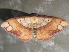 Pylargosceles steganioides