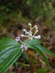 Maianthemum paniculatum