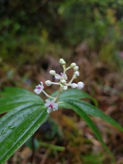 Maianthemum paniculatum