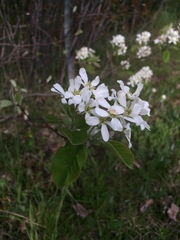 Amelanchier sanguinea