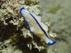 Pseudoceros concinnus