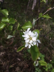Amelanchier sanguinea